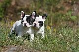 BOULEDOGUE FRANCAIS 417